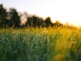 selective focus photography of water droplets on grasses