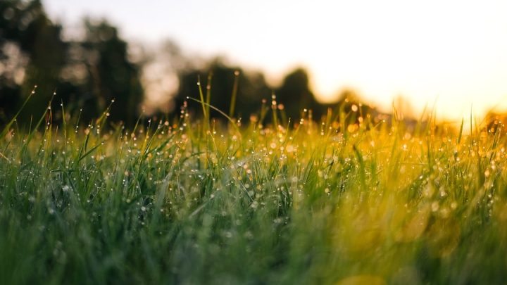 Jak prognozy temperatury punktu rosy wpływają na ochronę upraw przed chorobami grzybowymi i szkodnikami? (Kategoria: Pogoda, Zdrowie)