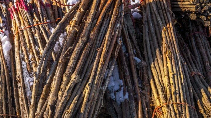 Jak przygotować domowy ogród do zimy bezśnieżnej i łagodnej, aby zminimalizować ryzyko chorób grzybowych i szkodników?
