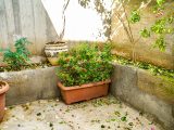 Potted plants in a sunny courtyard with fallen leaves