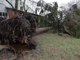 a large tree that has fallen over in a yard