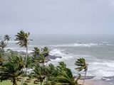 Palm trees swaying in strong winds by a stormy ocean seascape.