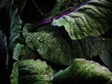 green vegetable