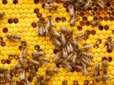 a bunch of bees that are on a beehive