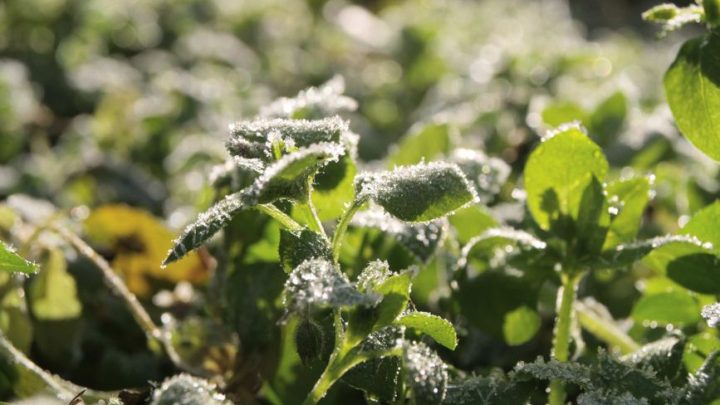 Wpływ mikroklimatu cmentarzy i terenów zieleni nekropolijnej na lokalną temperaturę i wilgotność powietrza: Ciekawostki i obserwacje.