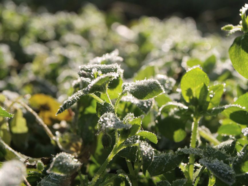 Close-up of frosted leaves capturing morning sunlight with crisp detail.