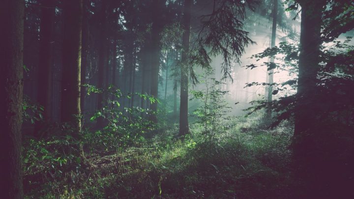 Wpływ mikroklimatu lasu na łagodzenie skutków upałów: Dlaczego w lesie jest chłodniej i jak to wykorzystać? (Kategoria: Zdrowie)