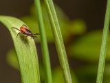 Close-up of a dangerous castor bean tick (Ixodes ricinus) on a green leaf.