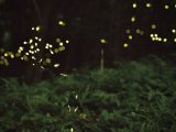 Mesmerizing fireflies illuminating a lush forest scene at night, capturing nature's magic.