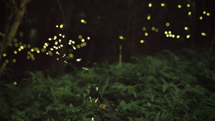 Wykorzystanie bioluminescencji w przyrodzie jako wskaźnika zmian wilgotności i temperatury: Ciekawostki dla obserwatorów.