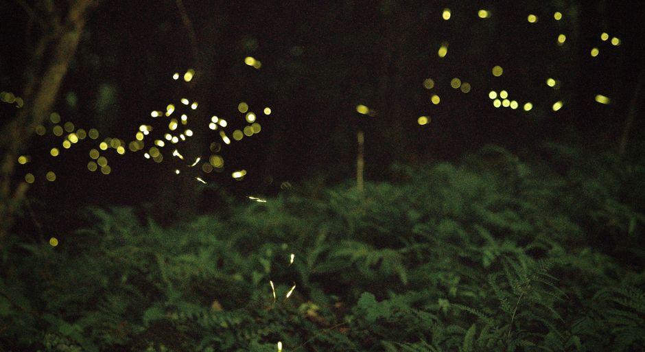 Wykorzystanie bioluminescencji w przyrodzie jako wskaźnika zmian wilgotności i temperatury: Ciekawostki dla obserwatorów.