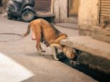 A thirsty stray dog seeks water from a gutter amid summer heat in Jalandhar, India.