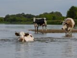 Cows are wading in a river.