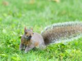 A detailed portrait of a squirrel resting on lush green grass in a natural setting.