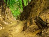 Enchanting forest trail with lush greenery in Sandomierz, Poland.