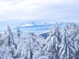 Majestic snow-covered trees and mountains in Vysoké Tatry, Slovakia capture winter's beauty.