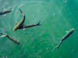 five black fish in body of water