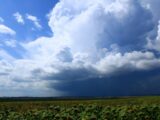 Dramatic storm clouds gather over a sunflower field