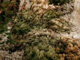 A diverse succulent garden with pink flowers and pebbled ground, showcasing natural beauty.